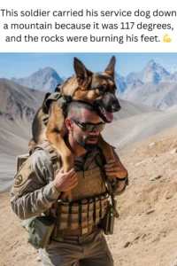 50+ Heart-Touching Military Dog Images