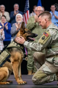 50+ Heart-Touching Military Dog Images