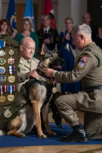 50+ Heart-Touching Military Dog Images