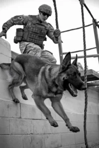 50+ Heart-Touching Military Dog Images