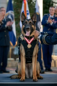 50+ Heart-Touching Military Dog Images