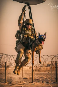 50+ Heart-Touching Military Dog Images