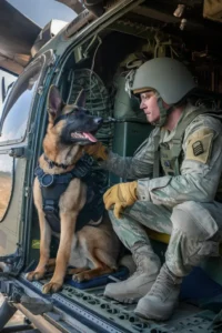 50+ Heart-Touching Military Dog Images