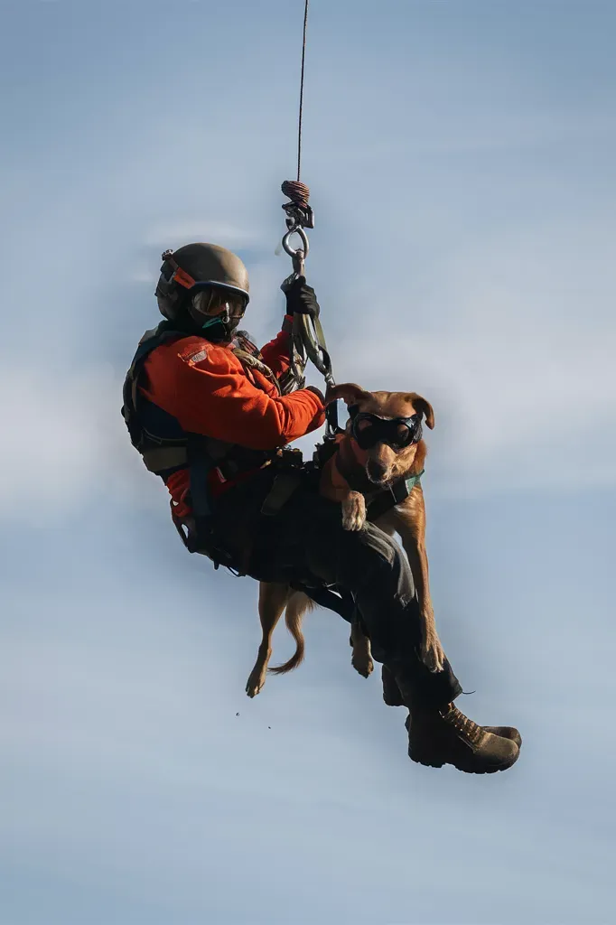 50+ Heartwarming Images of Military Dogs and Soldiers: A Tribute to Loyalty and Courage