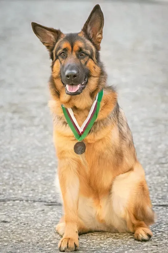 40+ Powerful Images of Military Dogs and Their Handlers: Celebrating Loyalty and Bravery