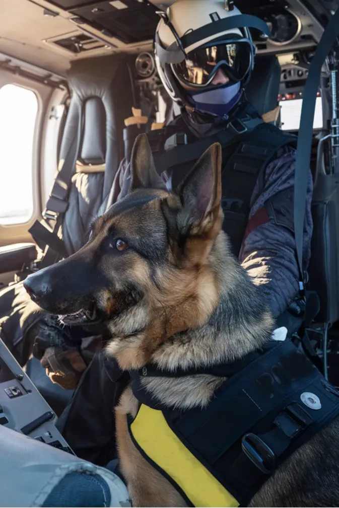 50+ Heartwarming Images of Military Dogs and Soldiers: A Tribute to Loyalty and Courage