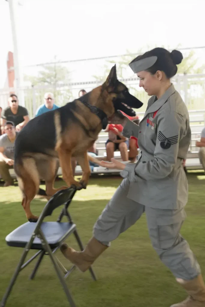 50+ Heartwarming Images of Military Dogs and Soldiers: A Tribute to Loyalty and Courage