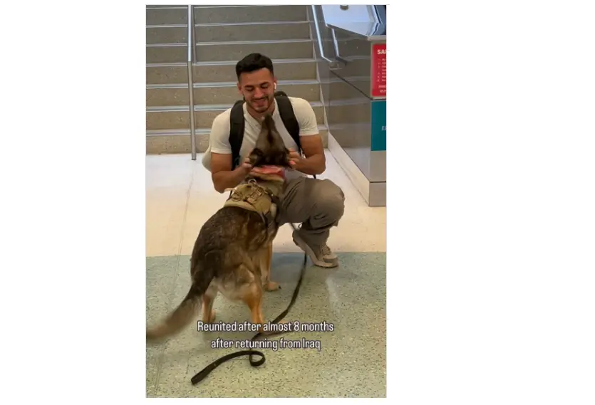 Heartwarming Reunion: Retired Military German Shepherd Ecstatically Greets Dad After 8-Month Separation at Airport