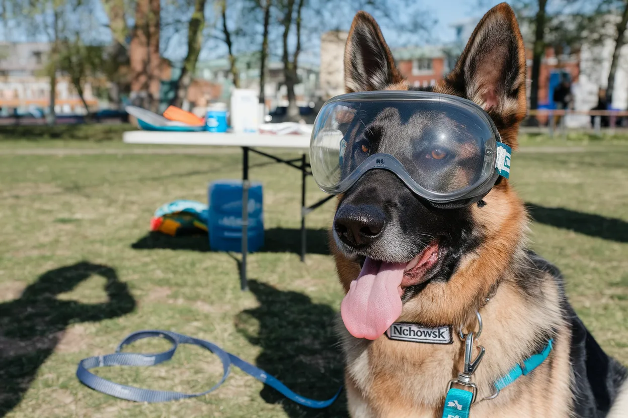 Honoring Four-Legged Heroes: Poland Bestows Military Ranks on Service Dogs