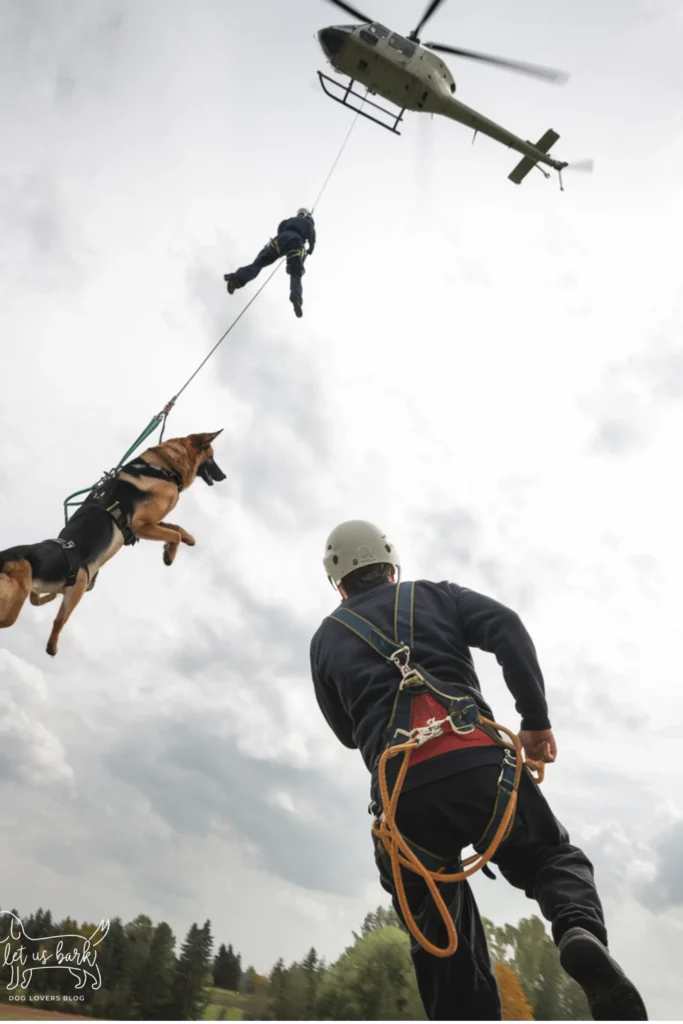 25+ Heartwarming Images of the Unbreakable Bond Between a Soldier and His Dog