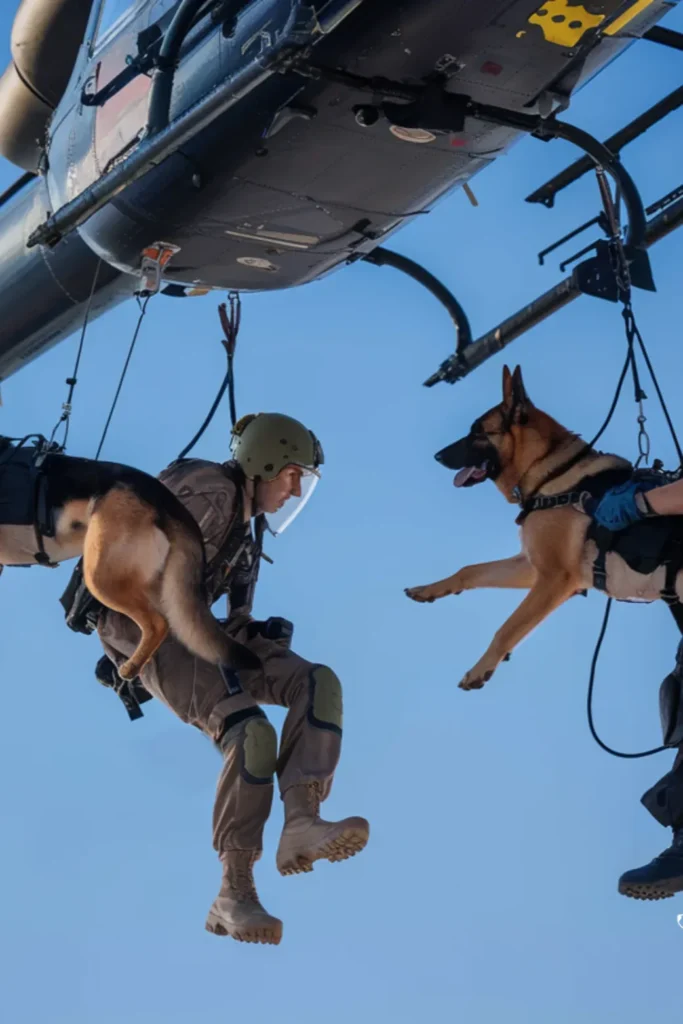 24+ Images: Heartwarming Bond Between Soldiers and Their Loyal Dogs