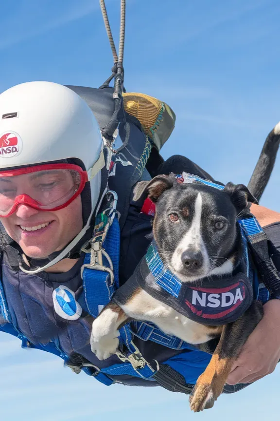 24+ Images of Soldier-Dog Partnerships in Action That Showcase Loyalty and Bravery