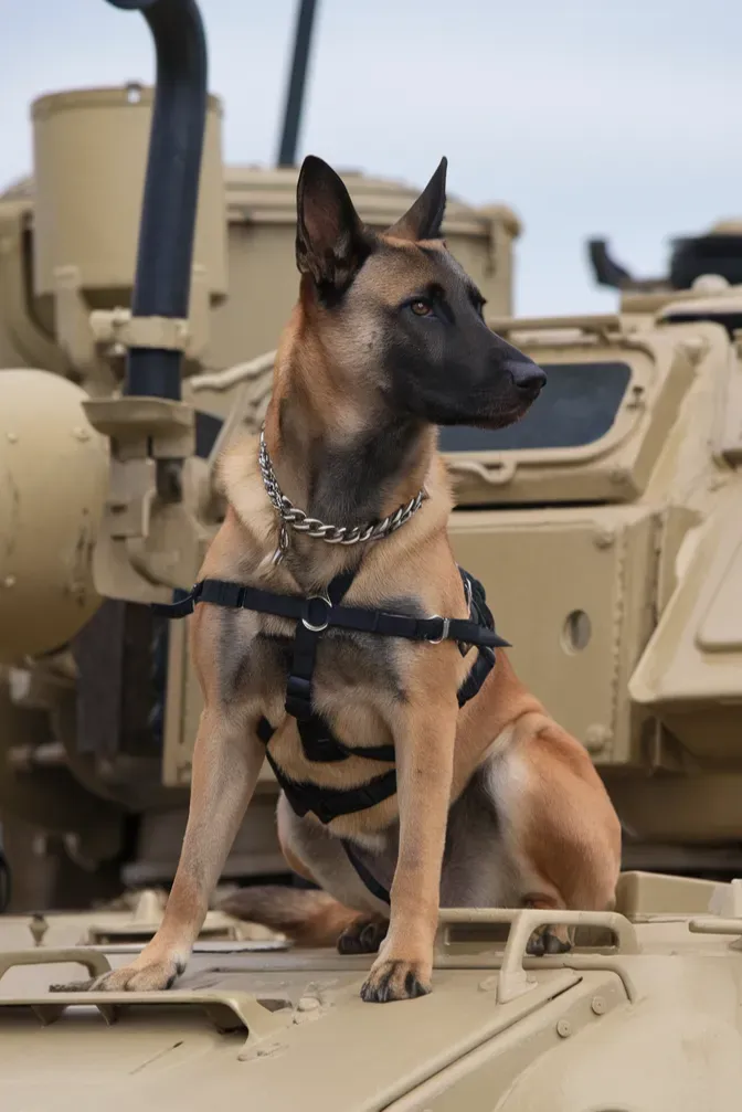 24+ Images of Soldiers and Dogs Sharing Quiet Moments of Peace and Connection