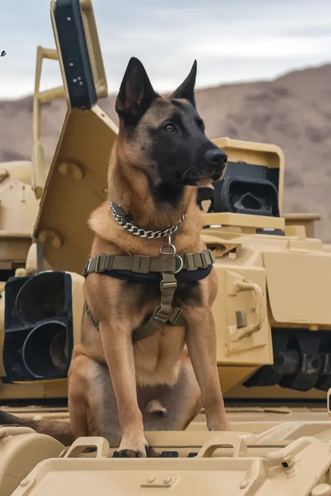 24+ Images of Soldiers and Dogs Sharing Quiet Moments of Peace and Connection