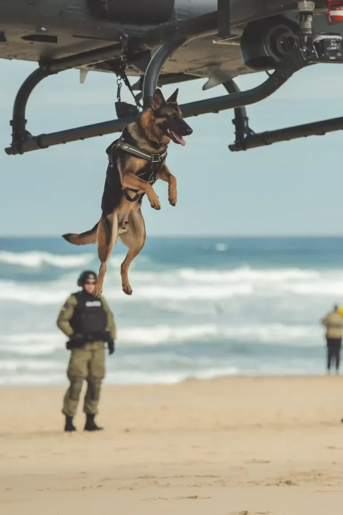 24+ Images of Soldiers and Dogs Sharing Quiet Moments of Peace and Connection