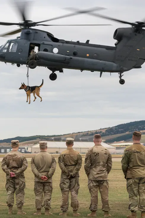 24+ Images of Soldiers and Dogs Sharing Quiet Moments of Peace and Connection