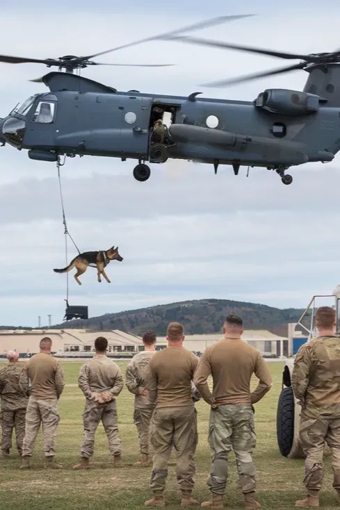 24+ Images of Soldiers and Dogs Sharing Quiet Moments of Peace and Connection