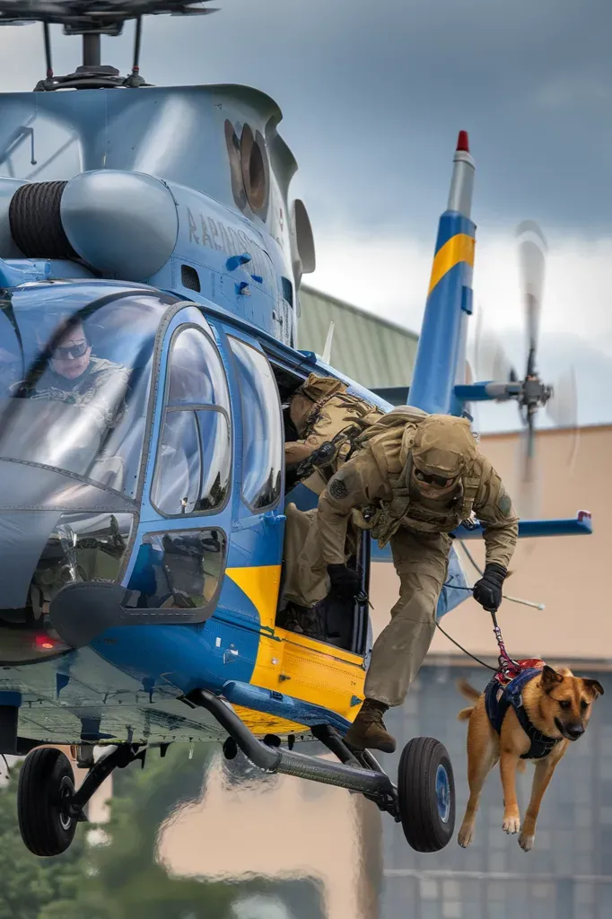 24+ Images of Loyalty in Action: Military Dogs and Their Handlers