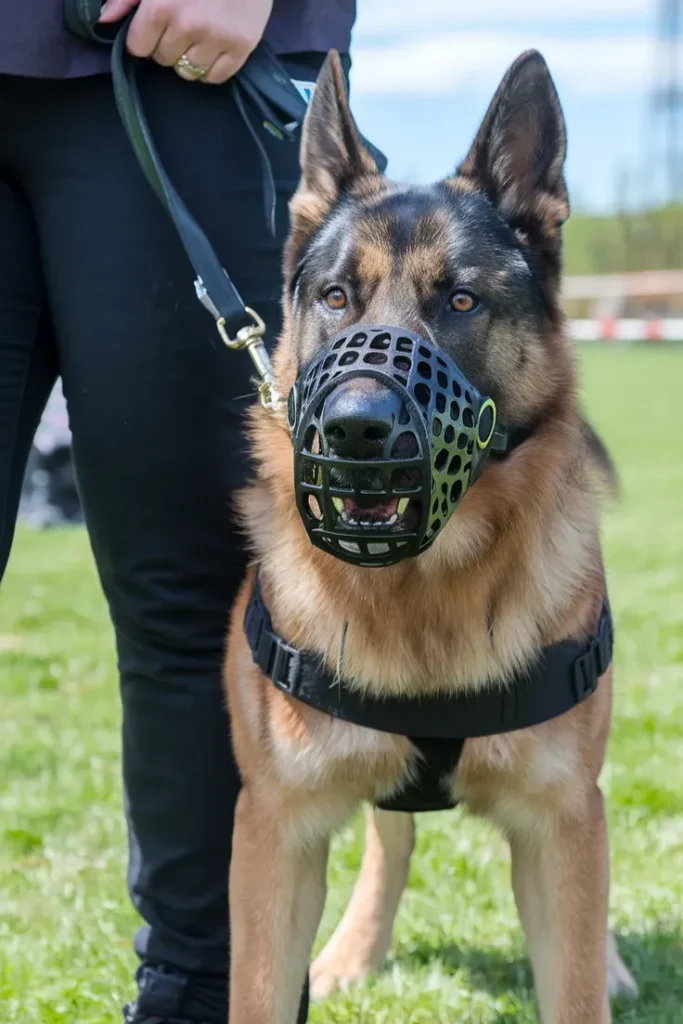 24+ Images of Loyalty in Action: Military Dogs and Their Handlers