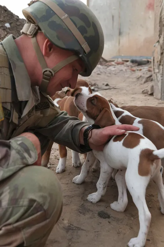 24+ Images of Soldiers and Dogs: Bonds Forged in Battle