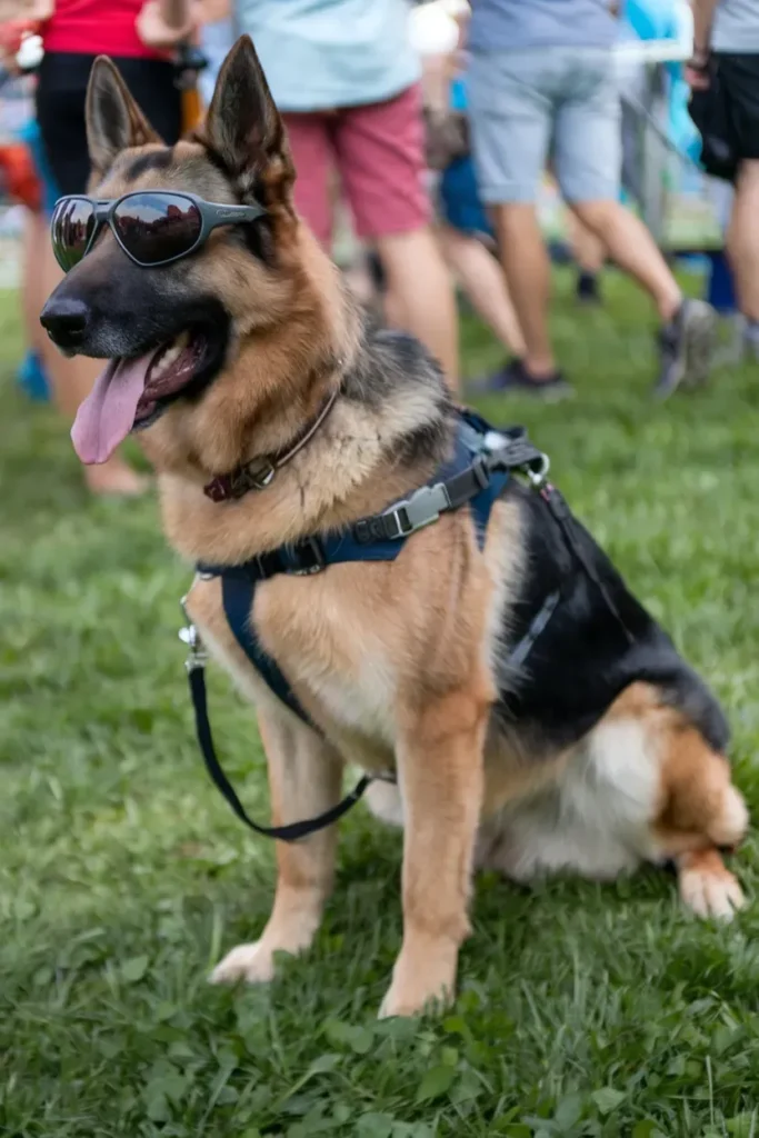 24+ Images of Soldiers and Dogs: Bonds Forged in Battle