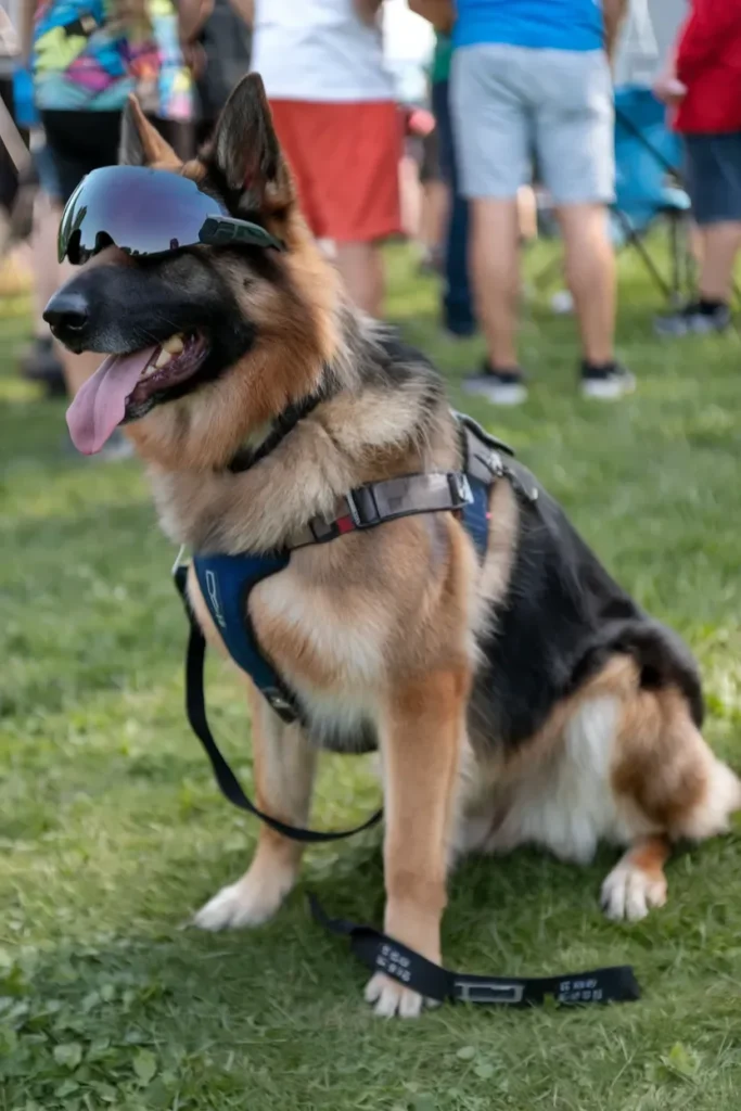 24+ Images of Soldiers and Dogs: Bonds Forged in Battle