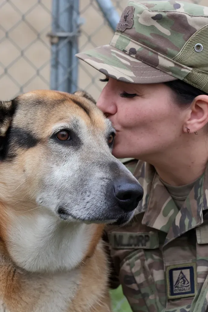 24+ Images of Soldiers and Dogs: Bonds Forged in Battle