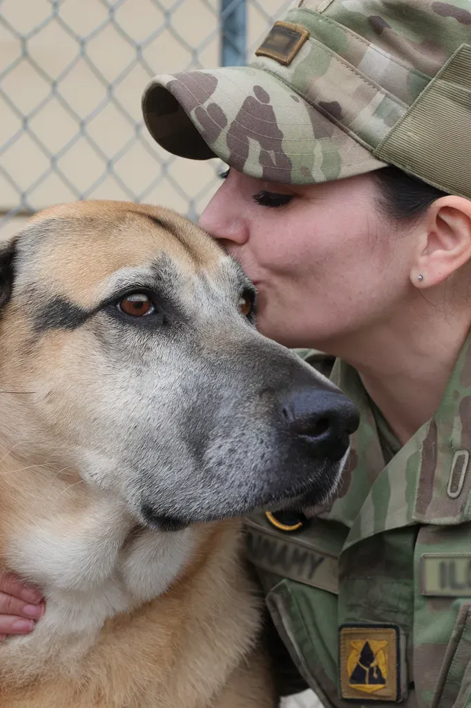 24+ Images of Soldiers and Dogs: Bonds Forged in Battle