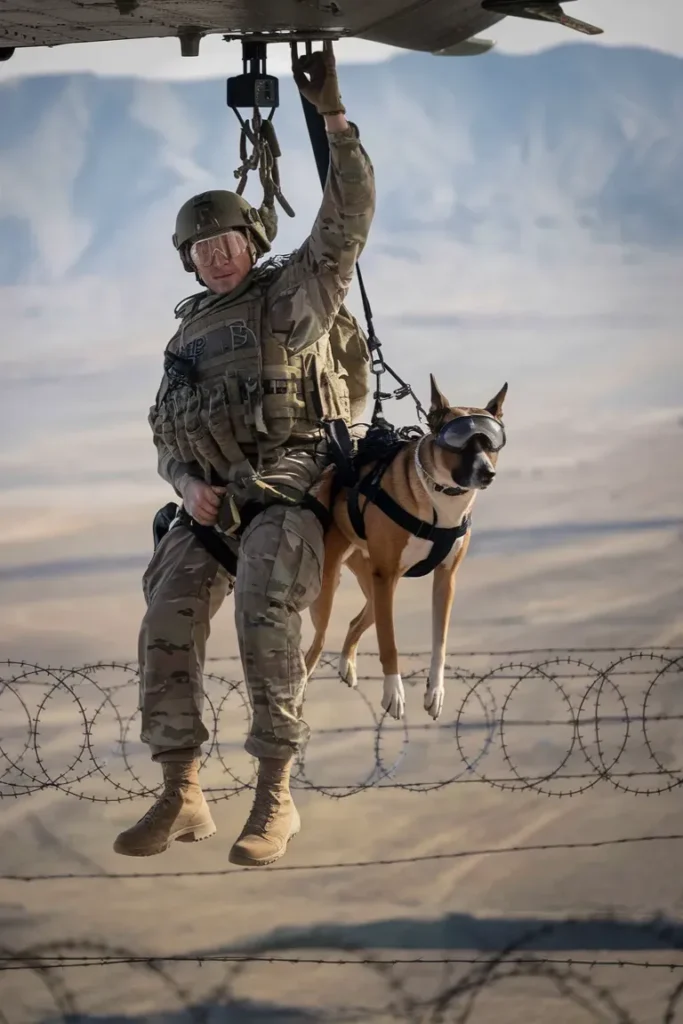 24+ Images of Dogs and Soldiers Sharing Courage Under Fire