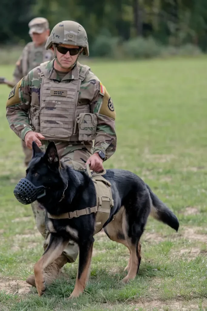 24+ Images of Soldiers and Dogs Sharing a Deep Sense of Purpose