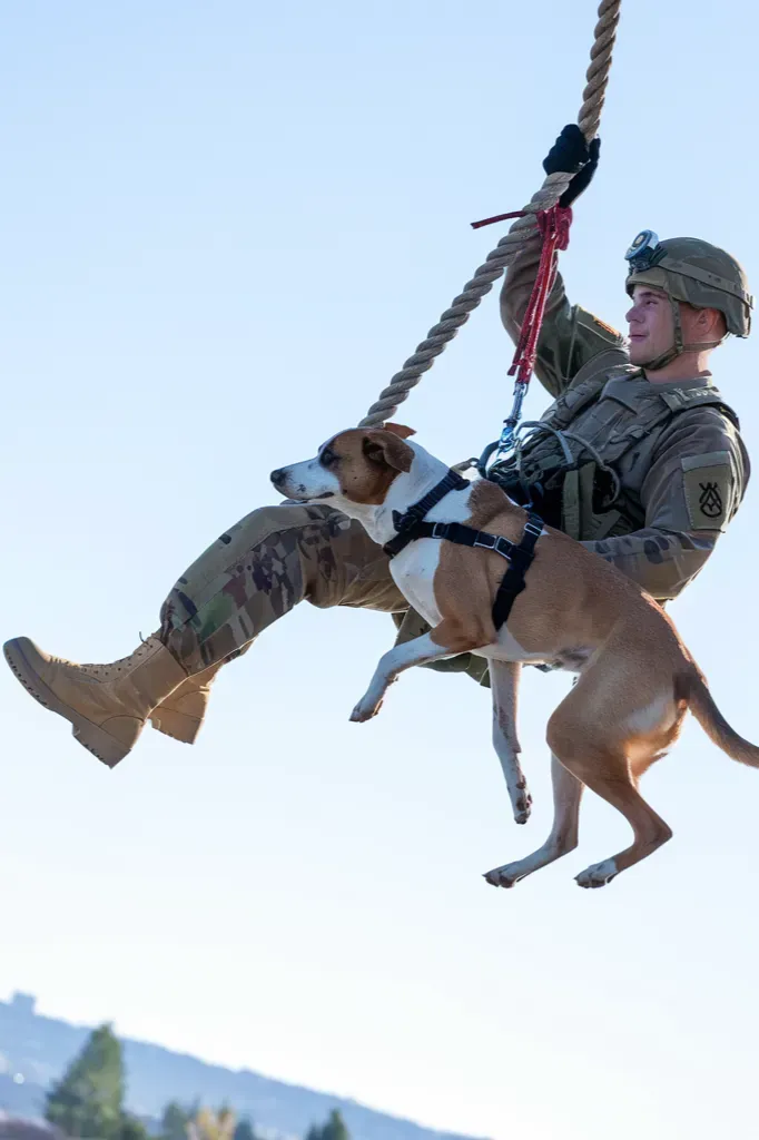 24+ Images of Soldiers and Dogs Thriving Through the Power of Companionship