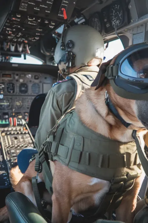 24+ Images of Soldiers and Dogs Thriving Through the Power of Companionship