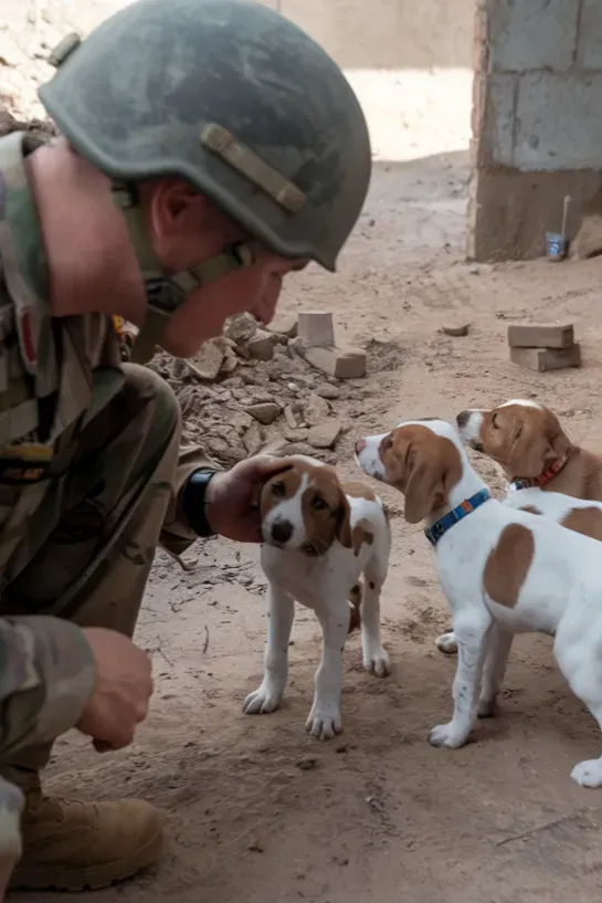 24+ Images of Dogs Guiding Soldiers Through the Darkness: Stories of Courage and Loyalty