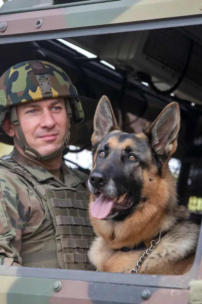 24+ Images of Dogs Guiding Soldiers Through the Darkness: Stories of Courage and Loyalty