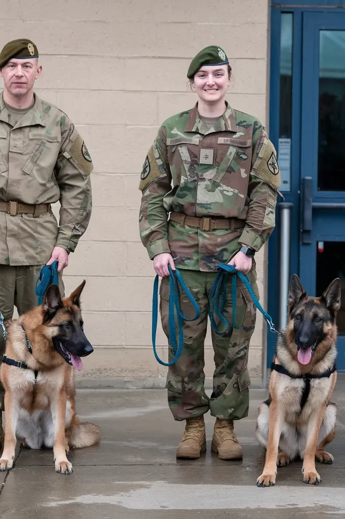 24+ Images of Dogs Guiding Soldiers Through the Darkness: Stories of Courage and Loyalty