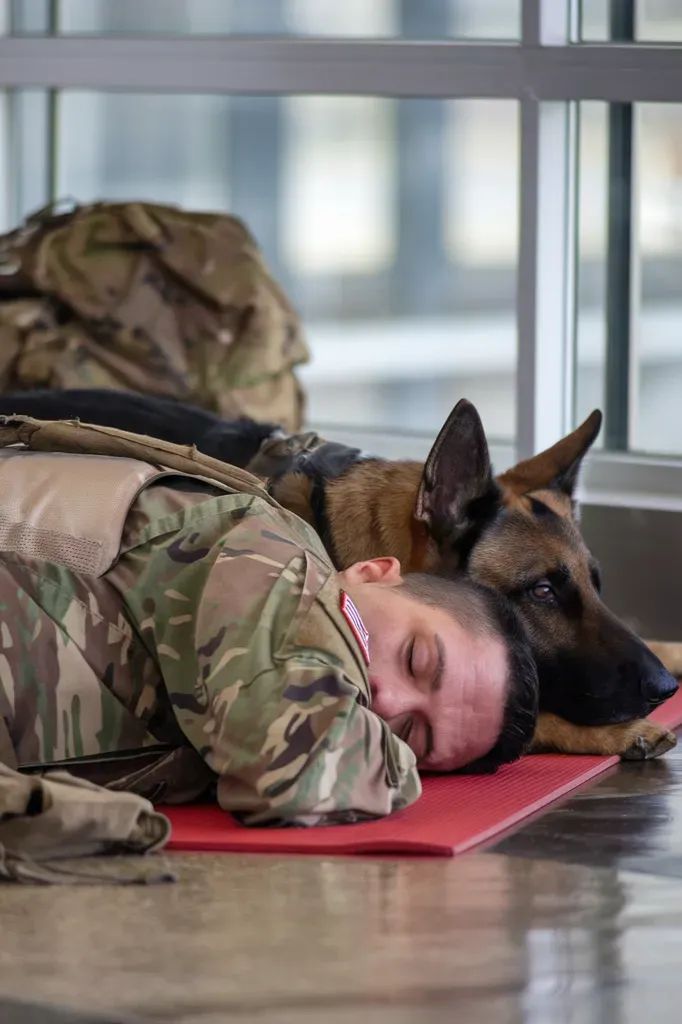 24+ Images of Soldiers and Dogs Sharing Moments of Pure Loyalty