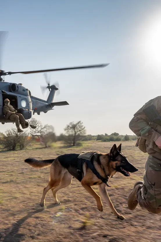 24+ Images of Soldiers and Dogs Walking a Path of Loyalty Together