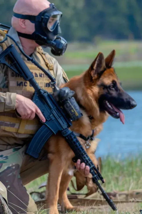 24+ Images of Dogs Who Offer Soldiers Lifelong Companionship