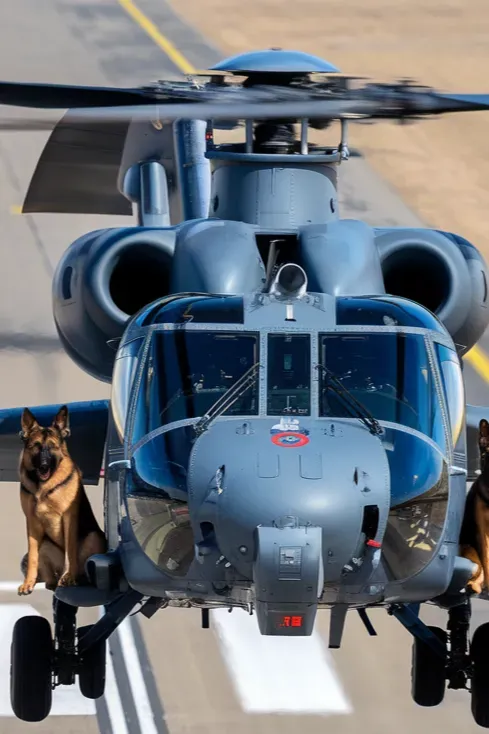 24+ Images of Soldiers and Dogs Sharing a Bond of Absolute Trust