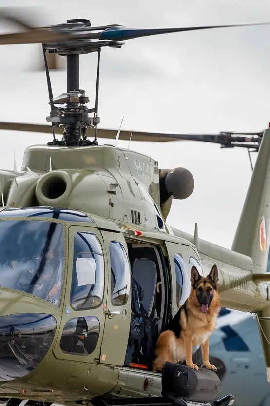 24+ Images of Soldiers and Dogs Sharing a Bond of Absolute Trust