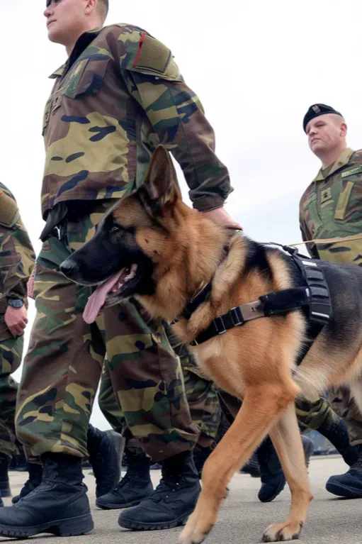 24+ Images of Soldiers and Dogs Who Share a Bond Stronger Than Words