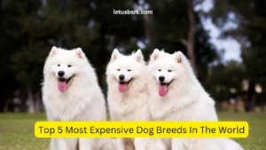 Top 5 Most Expensive Dog Breeds In The World