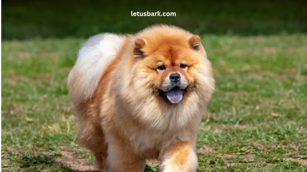 Top 5 Most Expensive Dog Breeds In The World