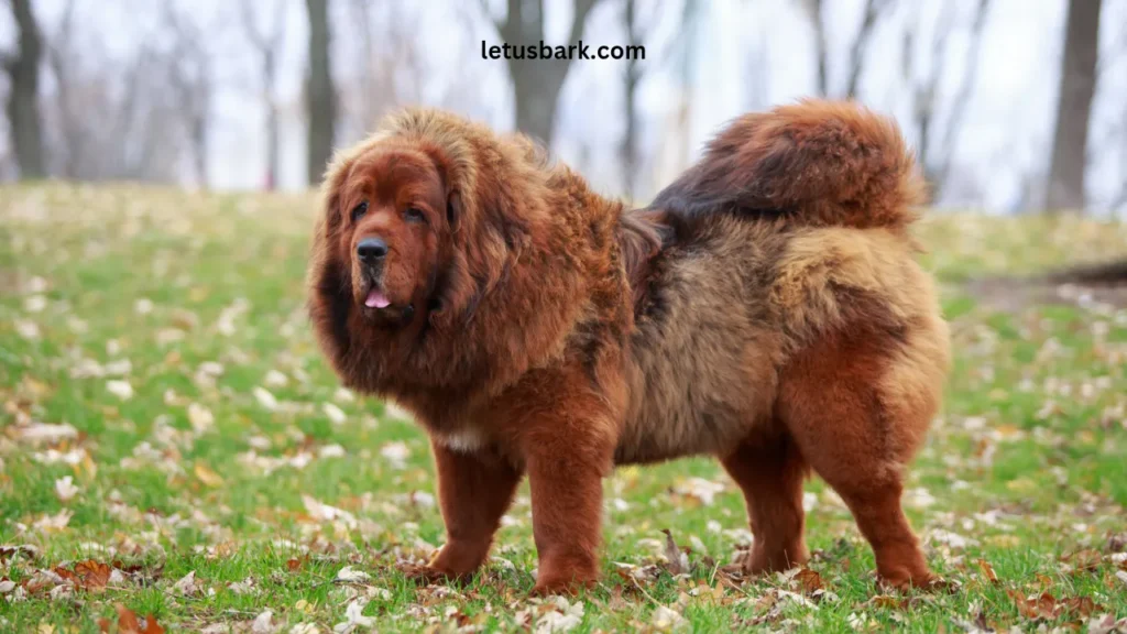 Top 5 Most Expensive Dog Breeds In The World