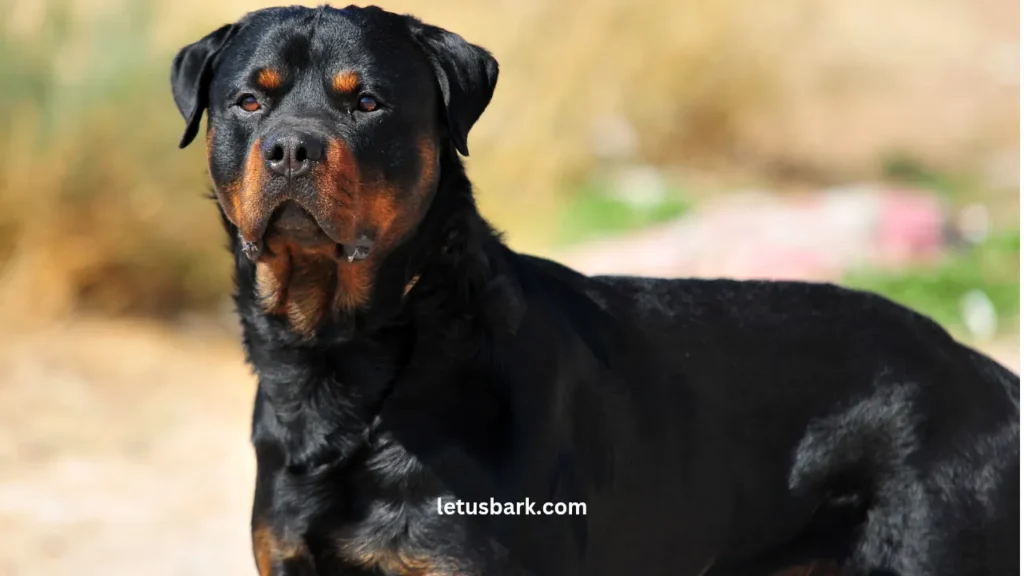 Top 5 Most Expensive Dog Breeds In The World