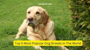 Top 5 Most Popular Dog Breeds In The World