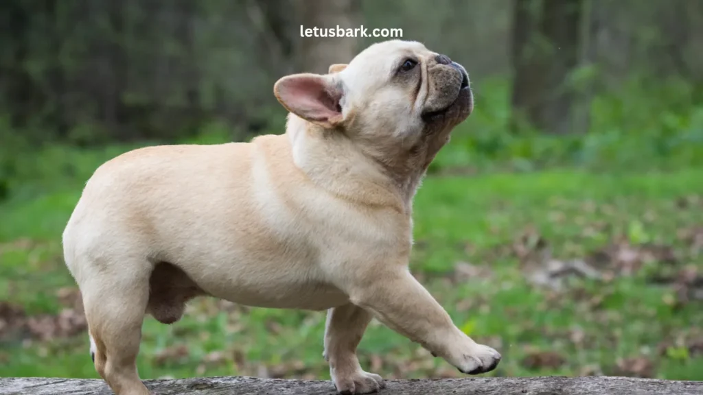 Top 5 Most Popular Dog Breeds In The World