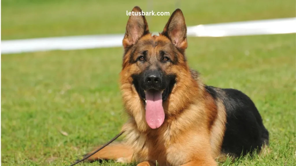 Top 5 Most Popular Dog Breeds In The World