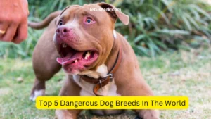 Top 5 Most Dangerous Dog Breeds In The World