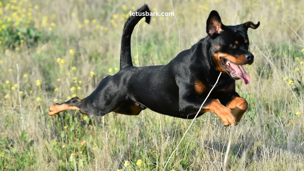 Top 5 Most Dangerous Dog Breeds In The World